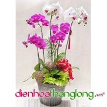 Lan Hồ Điệp 003