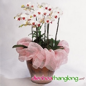 Lan Hồ Điệp 005