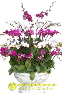 Lan Hồ Điệp 010