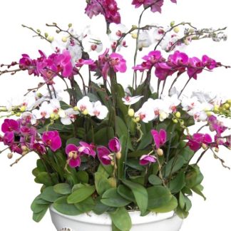 Lan Hồ Điệp 010