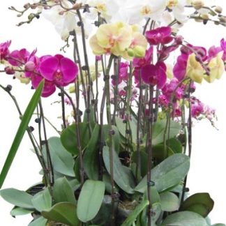 Lan Hồ Điệp 012