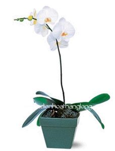 Lan Hồ Điệp 013