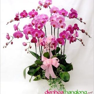 Lan Hồ Điệp 004